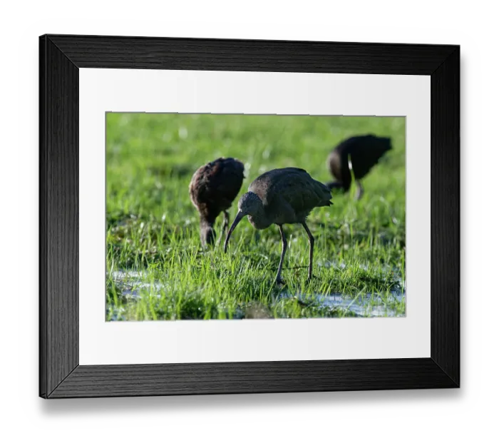 Framed Print : Three Glossy ibis (Plegadis falcinellus) foraging on partly frozen, flooded pastureland, Somerset Levels, England, UK. January Framed Print : Three Glossy ibis (Plegadis falcinellus) foraging on partly frozen, flooded pastureland, Somerset Levels, England, UK. January