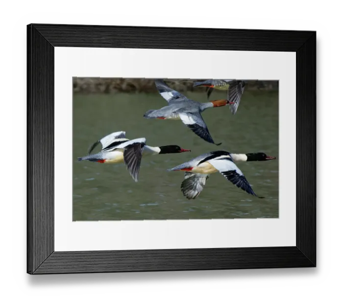 Framed Print : Four Goosanders (Mergus merganser) drakes and females, in flight over a woodland pond, Forest of Dean, Gloucestershire, England, UK. February Framed Print : Four Goosanders (Mergus merganser) drakes and females, in flight over a woodland pond, Forest of Dean, Gloucestershire, England, UK. February