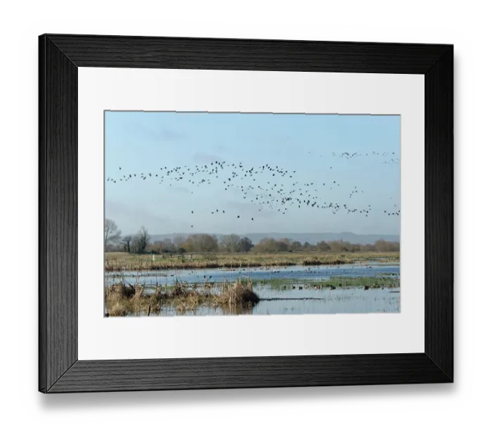 Framed Print : Lapwings (Vanellus vanellus) flock in flight over ducks of several species swimming and resting on flooded pastureland, RSPB Greylake Nature Reserve, Somerset Levels, England, UK Framed Print : Lapwings (Vanellus vanellus) flock in flight over ducks of several species swimming and resting on flooded pastureland, RSPB Greylake Nature Reserve, Somerset Levels, England, UK