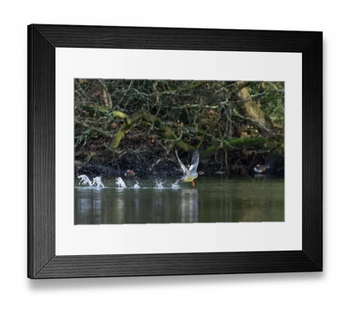 Framed Print : Goosander (Mergus merganser) female running to take off from a woodland pond, Forest of Dean, Gloucestershire, England, UK. February Framed Print : Goosander (Mergus merganser) female running to take off from a woodland pond, Forest of Dean, Gloucestershire, England, UK. February