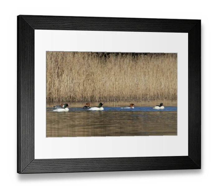 Framed Print : Goosanders (Mergus merganser) courting group of three drakes and three ducks swimming on a woodland pond, with one drake performing a 'drinking' display, Forest of Dean Framed Print : Goosanders (Mergus merganser) courting group of three drakes and three ducks swimming on a woodland pond, with one drake performing a 'drinking' display, Forest of Dean