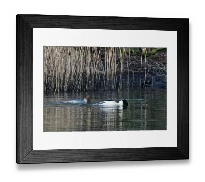 Framed Print : Goosanders (Mergus merganser) pair peering down underwater in search of fish as they swim on a woodland pond, Forest of Dean, Gloucestershire, England, UK. January Framed Print : Goosanders (Mergus merganser) pair peering down underwater in search of fish as they swim on a woodland pond, Forest of Dean, Gloucestershire, England, UK. January