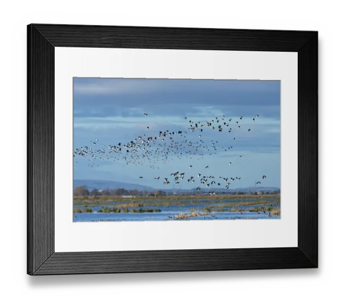 Framed Print : Lapwings (Vanellus vanellus) and Common starlings (Sturnus vulgaris) flock in flight over flooded pastureland in winter, RSPB Greylake Nature Reserve, Somerset Levels, England Framed Print : Lapwings (Vanellus vanellus) and Common starlings (Sturnus vulgaris) flock in flight over flooded pastureland in winter, RSPB Greylake Nature Reserve, Somerset Levels, England