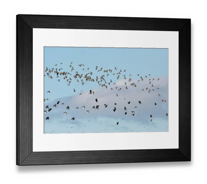 Framed Print : Lapwings (Vanellus vanellus) and Golden plovers (Pluvialis apricaria) flock in flight, RSPB Greylake Nature Reserve, Somerset Levels, England, UK. January