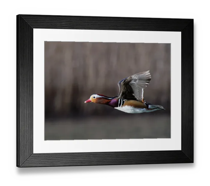Framed Print : Mandarin duck (Aix galericulata) drake in flight, Forest of Dean, Gloucestershire, England, UK. February Framed Print : Mandarin duck (Aix galericulata) drake in flight, Forest of Dean, Gloucestershire, England, UK. February