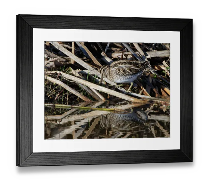 Framed Print : Common snipe (Gallinago gallinago) foraging among reeds on partially flooded marshland, RSPB Greylake Nature Reserve, Somerset Levels, England, UK. January Framed Print : Common snipe (Gallinago gallinago) foraging among reeds on partially flooded marshland, RSPB Greylake Nature Reserve, Somerset Levels, England, UK. January