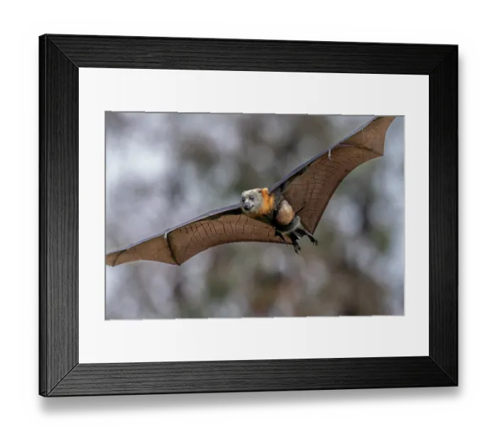 Framed Print : Grey-headed flying-fox (Pteropus poliocephalus) female, in flight carrying its pup, Myuna Wetlands, Doveton (on Bunurong Country), Victoria, Australia Framed Print : Grey-headed flying-fox (Pteropus poliocephalus) female, in flight carrying its pup, Myuna Wetlands, Doveton (on Bunurong Country), Victoria, Australia
