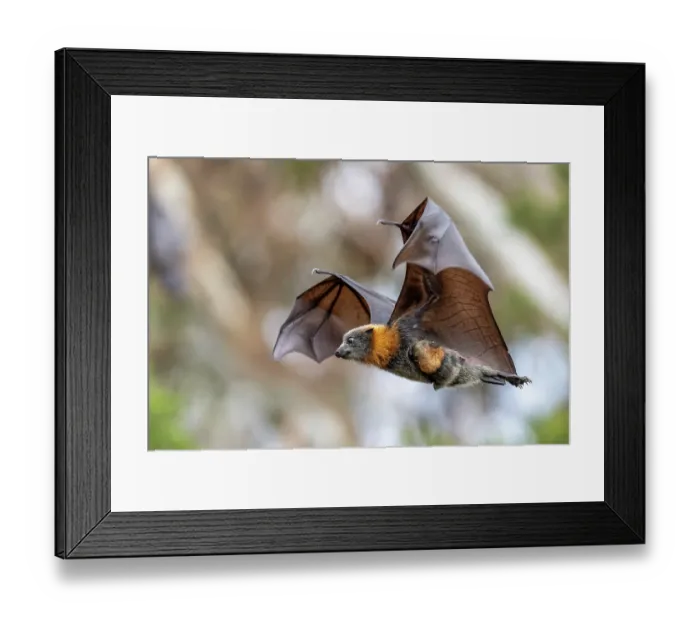 Framed Print : Grey-headed flying-fox (Pteropus poliocephalus) female, in flight carrying its pup, Myuna Wetlands, Doveton (on Bunurong Country), Victoria, Australia Framed Print : Grey-headed flying-fox (Pteropus poliocephalus) female, in flight carrying its pup, Myuna Wetlands, Doveton (on Bunurong Country), Victoria, Australia