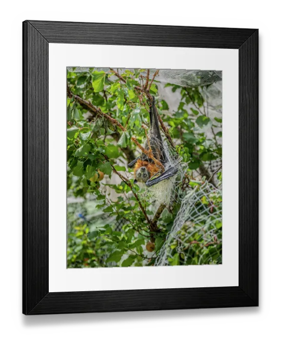 Framed Print : Grey-headed flying-fox (Pteropus poliocephalus) hanging upside down, caught in illegal urban fruit-tree netting before being rescued, Brighton, Victoria, Australia Framed Print : Grey-headed flying-fox (Pteropus poliocephalus) hanging upside down, caught in illegal urban fruit-tree netting before being rescued, Brighton, Victoria, Australia