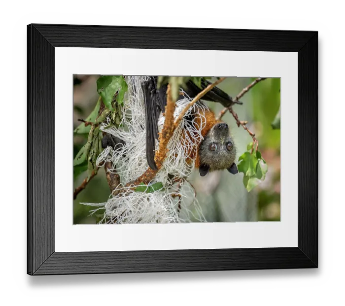 Framed Print : Grey-headed flying-fox (Pteropus poliocephalus) hanging upside down, caught in illegal urban fruit-tree netting before being rescued, Brighton, Victoria, Australia Framed Print : Grey-headed flying-fox (Pteropus poliocephalus) hanging upside down, caught in illegal urban fruit-tree netting before being rescued, Brighton, Victoria, Australia