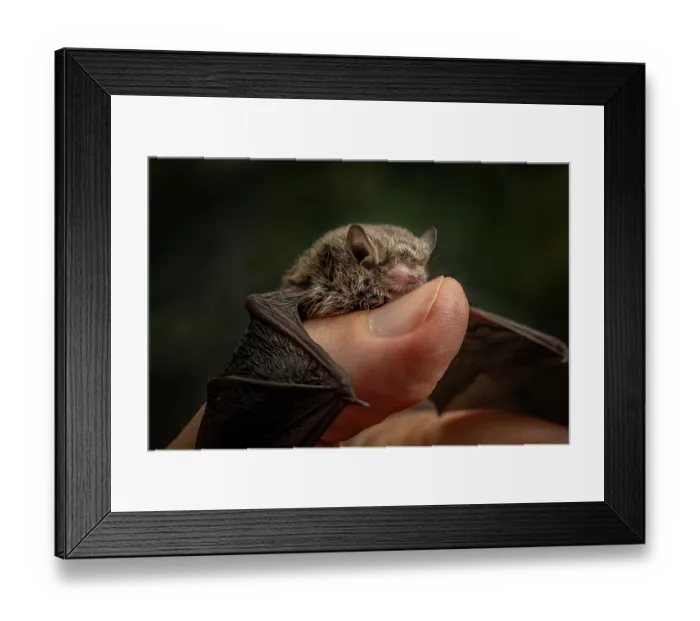 Framed Print : A rescued Little forest bat (Vespadelus vulturnus) juvenile, resting on thumb of wildlife rescuer, Brighton, Victoria, Australia. January, 2024. Controlled conditions Framed Print : A rescued Little forest bat (Vespadelus vulturnus) juvenile, resting on thumb of wildlife rescuer, Brighton, Victoria, Australia. January, 2024. Controlled conditions