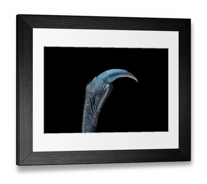 Framed Print : Close up of a thumb of a rescued Grey-headed flying-fox (Pteropus poliocephalus) in care, Bungalook Creek Wildlife Shelter, Mount Evelyn, Victoria, Australia Framed Print : Close up of a thumb of a rescued Grey-headed flying-fox (Pteropus poliocephalus) in care, Bungalook Creek Wildlife Shelter, Mount Evelyn, Victoria, Australia