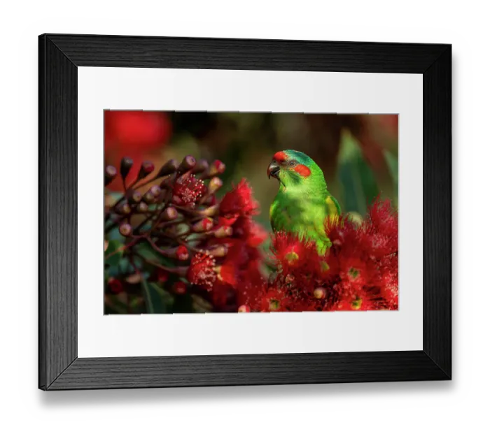 Framed Print : Musk lorikeet (Glossopsitta concinna) nectaring from a flowering Eucalyptus (Eucalyptus ficifolia), Hampton, Victoria, Australia Framed Print : Musk lorikeet (Glossopsitta concinna) nectaring from a flowering Eucalyptus (Eucalyptus ficifolia), Hampton, Victoria, Australia