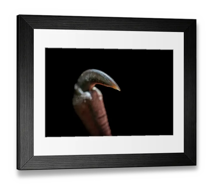 Framed Print : Close up of a thumb of a rescued Grey-headed flying-fox (Pteropus poliocephalus) in care, Bungalook Creek Wildlife Shelter, Mount Evelyn, Victoria, Australia Framed Print : Close up of a thumb of a rescued Grey-headed flying-fox (Pteropus poliocephalus) in care, Bungalook Creek Wildlife Shelter, Mount Evelyn, Victoria, Australia