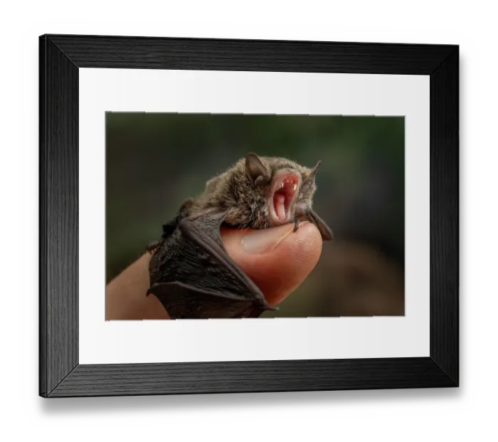 Framed Print : A rescued Little forest bat (Vespadelus vulturnus) juvenile, resting on thumb of wildlife rescuer, Brighton, Victoria, Australia. January, 2024. Controlled conditions Framed Print : A rescued Little forest bat (Vespadelus vulturnus) juvenile, resting on thumb of wildlife rescuer, Brighton, Victoria, Australia. January, 2024. Controlled conditions