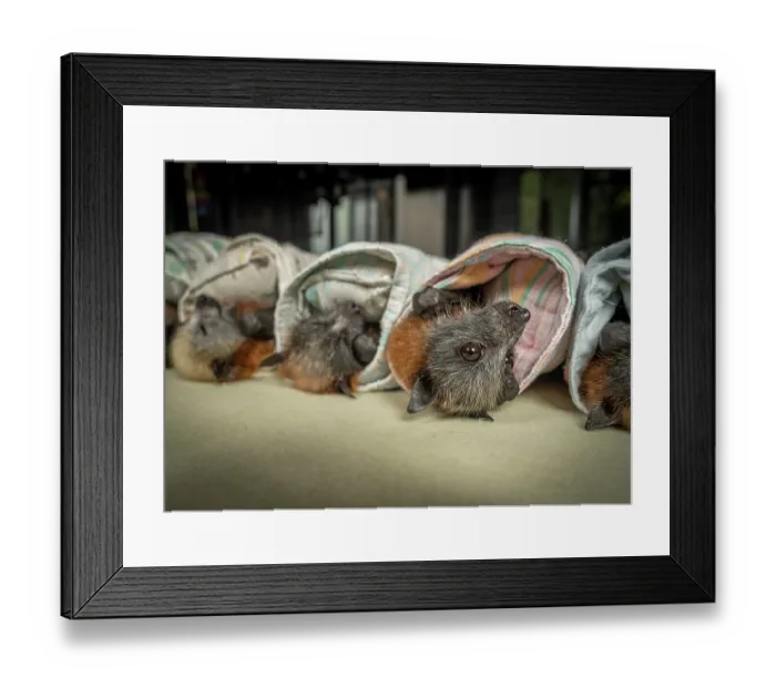 Framed Print : Group of rescued, abandoned Grey-headed flying-fox (Pteropus poliocephalus) pups - some asleep - wrapped in blankets on a table before being weighed Framed Print : Group of rescued, abandoned Grey-headed flying-fox (Pteropus poliocephalus) pups - some asleep - wrapped in blankets on a table before being weighed