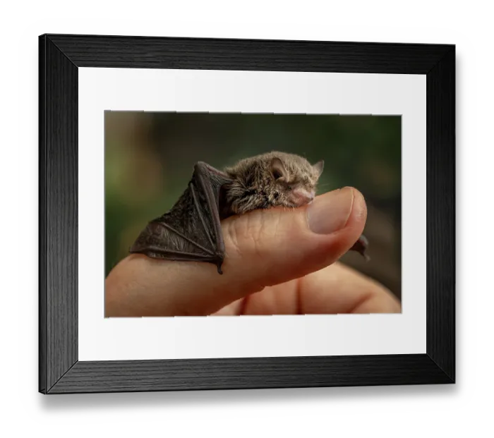 Framed Print : A rescued Little forest bat (Vespadelus vulturnus) juvenile, resting on thumb of wildlife rescuer, Brighton, Victoria, Australia. January, 2024. Controlled conditions Framed Print : A rescued Little forest bat (Vespadelus vulturnus) juvenile, resting on thumb of wildlife rescuer, Brighton, Victoria, Australia. January, 2024. Controlled conditions