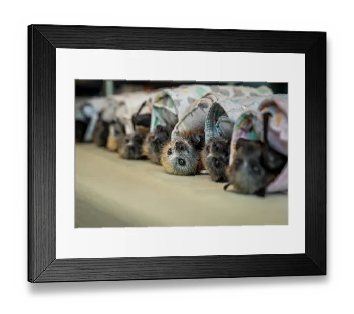 Framed Print : Group of rescued, abandoned Grey-headed flying-fox (Pteropus poliocephalus) pups - some asleep - wrapped in blankets on a table before being weighed