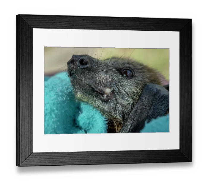 Framed Print : Grey-headed flying-fox (Pteropus poliocephalus) rescued from fruit-tree netting just a few hours earlier shows sign of necroses of the upper lip (in white) Framed Print : Grey-headed flying-fox (Pteropus poliocephalus) rescued from fruit-tree netting just a few hours earlier shows sign of necroses of the upper lip (in white)