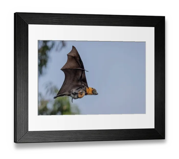 Framed Print : Grey-headed flying-fox (Pteropus poliocephalus) female, in flight carrying its pup, Myuna Wetlands, Doveton (on Bunurong Country), Victoria, Australia Framed Print : Grey-headed flying-fox (Pteropus poliocephalus) female, in flight carrying its pup, Myuna Wetlands, Doveton (on Bunurong Country), Victoria, Australia
