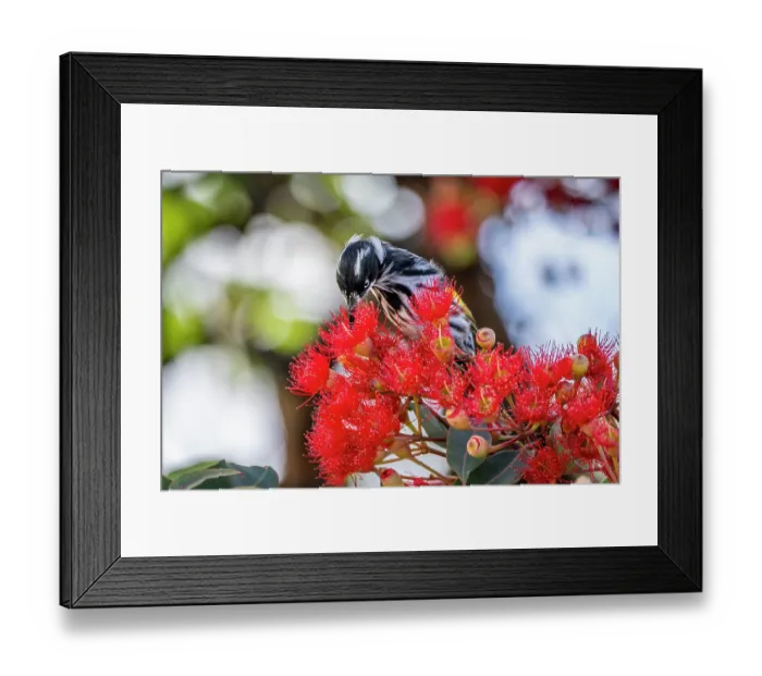 Framed Print : Regent honeyeater (Anthochaera Phrygia) nectaring from a flowering Eucalyptus tree, Hampton, Victoria, Australia Framed Print : Regent honeyeater (Anthochaera Phrygia) nectaring from a flowering Eucalyptus tree, Hampton, Victoria, Australia