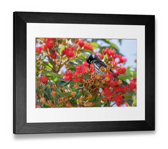 Framed Print : Regent honeyeater (Anthochaera Phrygia) nectaring from a flowering Eucalyptus tree, Hampton, Victoria, Australia Framed Print : Regent honeyeater (Anthochaera Phrygia) nectaring from a flowering Eucalyptus tree, Hampton, Victoria, Australia