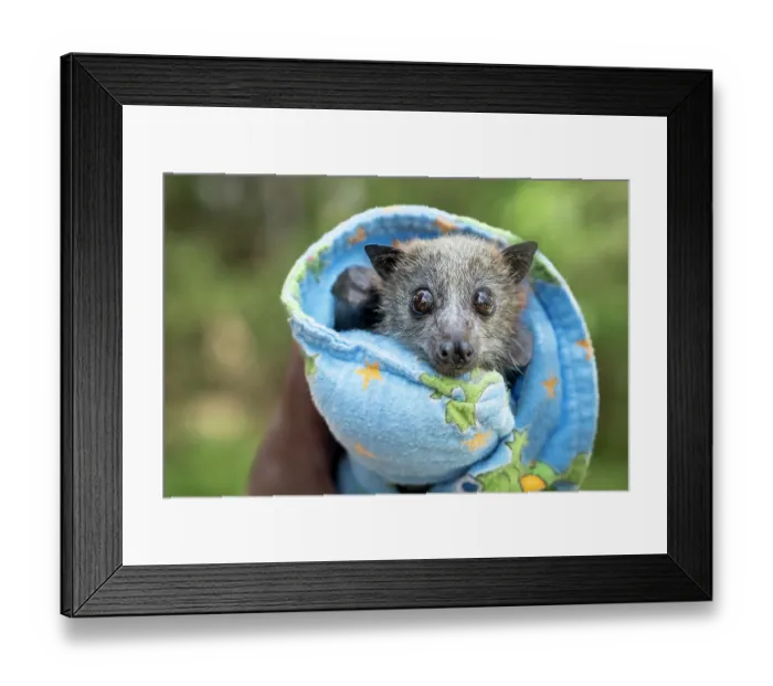 Framed Print : A rescued Grey-headed flying-fox (Pteropus poliocephalus) pup, wrapped in a blanket, Yarra Bend Flying-fox colony, Fairfield, Victoria, Australia Framed Print : A rescued Grey-headed flying-fox (Pteropus poliocephalus) pup, wrapped in a blanket, Yarra Bend Flying-fox colony, Fairfield, Victoria, Australia
