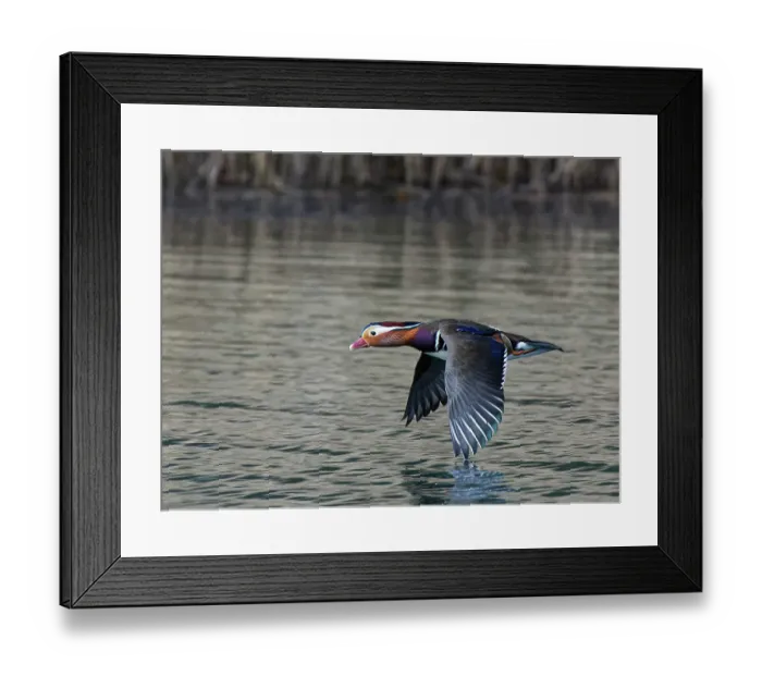 Framed Print : Mandarin duck (Aix galericulata) drake flying low over a woodland pond, Forest of Dean, Gloucestershire, England, UK. February Framed Print : Mandarin duck (Aix galericulata) drake flying low over a woodland pond, Forest of Dean, Gloucestershire, England, UK. February