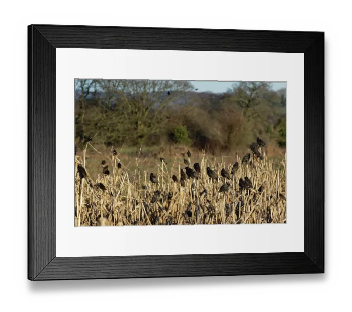 Framed Print : Starling (Sturnus vulgaris) flock perched at a pre-roost in a Maize field at dusk, near Westhay, Somerset, UK, January Framed Print : Starling (Sturnus vulgaris) flock perched at a pre-roost in a Maize field at dusk, near Westhay, Somerset, UK, January