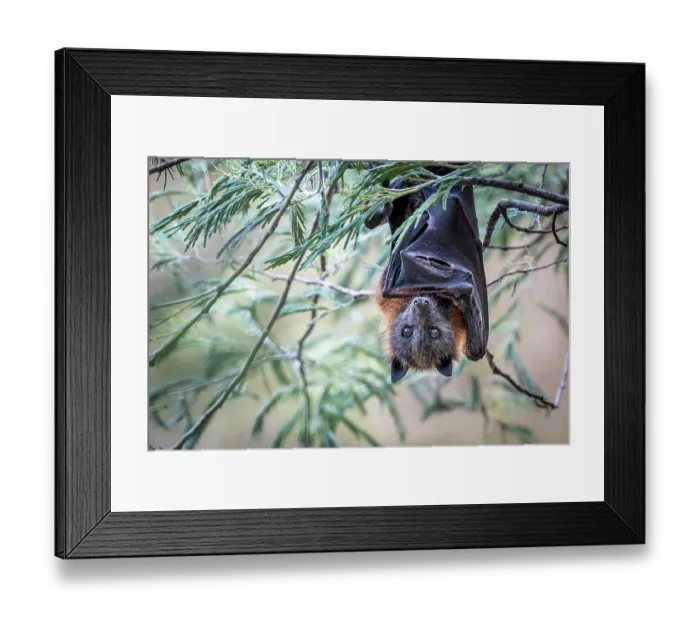 Framed Print : Grey-headed flying-fox (Pteropus poliocephalus) hanging from a tree with a damaged wing, Myuna Wetlands, Doveton (on Bunurong Country), Victoria, Australia Framed Print : Grey-headed flying-fox (Pteropus poliocephalus) hanging from a tree with a damaged wing, Myuna Wetlands, Doveton (on Bunurong Country), Victoria, Australia