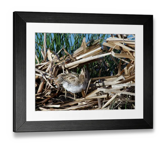 Framed Print : Common snipe (Gallinago gallinago) resting among reeds on partially flooded marshland, RSPB Greylake Nature Reserve, Somerset Levels, England, UK. January Framed Print : Common snipe (Gallinago gallinago) resting among reeds on partially flooded marshland, RSPB Greylake Nature Reserve, Somerset Levels, England, UK. January