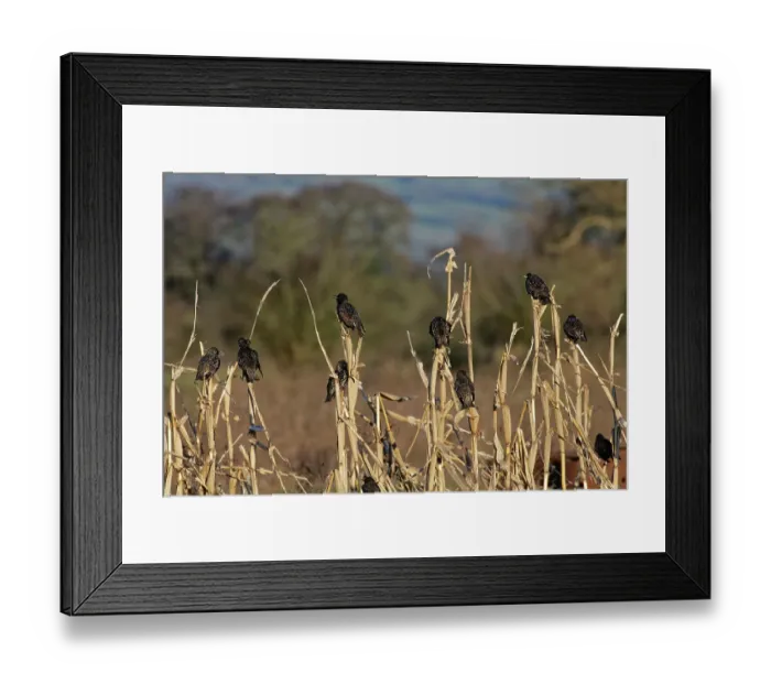 Framed Print : Starling (Sturnus vulgaris) flock perched at a pre-roost in a maize field at dusk, near Westhay, Somerset, England, UK. January Framed Print : Starling (Sturnus vulgaris) flock perched at a pre-roost in a maize field at dusk, near Westhay, Somerset, England, UK. January