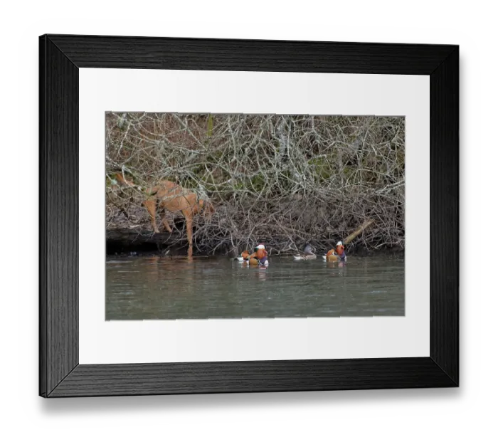Framed Print : Group of Mandarin ducks (Aix galericulata) drakes and a female, swimming away from riverbank to escape an approaching dog, Forest of Dean, Gloucestershire, England, UK. February Framed Print : Group of Mandarin ducks (Aix galericulata) drakes and a female, swimming away from riverbank to escape an approaching dog, Forest of Dean, Gloucestershire, England, UK. February