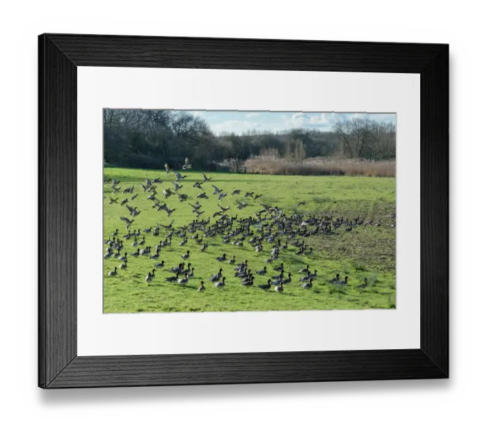 Framed Print : Wigeon (Anas penelope) flock taking flight after grazing grass on pastureland bordering the River Severn, Gloucestershire, England, UK. January Framed Print : Wigeon (Anas penelope) flock taking flight after grazing grass on pastureland bordering the River Severn, Gloucestershire, England, UK. January