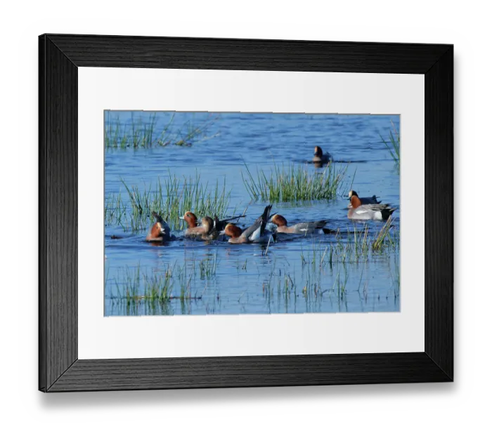 Framed Print : Group of Wigeon (Anas penelope) drakes pursuing a female on flooded marshland during a courtship chase, RSPB Greylake Nature Reserve, Somerset Levels, England, UK. January Framed Print : Group of Wigeon (Anas penelope) drakes pursuing a female on flooded marshland during a courtship chase, RSPB Greylake Nature Reserve, Somerset Levels, England, UK. January
