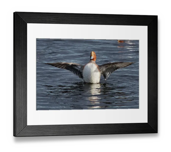 Framed Print : Wigeon (Anas penelope) drake on water, wing-flapping courtship display, Catcott Lows National Nature Reserve, Somerset Levels, England, UK. January Framed Print : Wigeon (Anas penelope) drake on water, wing-flapping courtship display, Catcott Lows National Nature Reserve, Somerset Levels, England, UK. January
