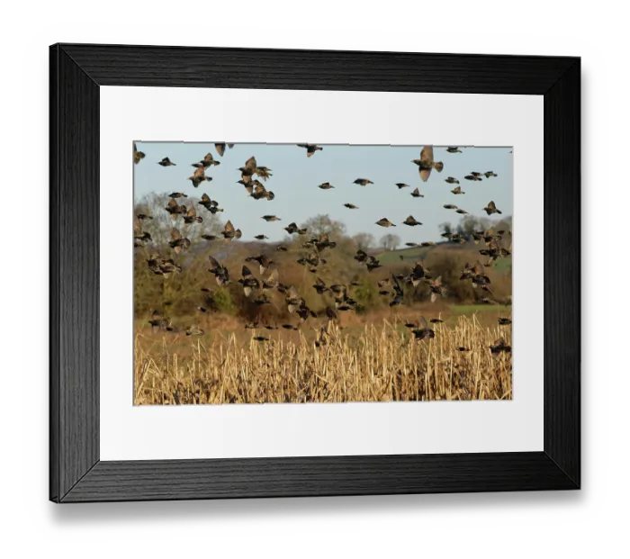 Framed Print : Starling (Sturnus vulgaris) flock landing at a pre-roost in a maize field at dusk, near Westhay, Somerset, England, UK. January Framed Print : Starling (Sturnus vulgaris) flock landing at a pre-roost in a maize field at dusk, near Westhay, Somerset, England, UK. January