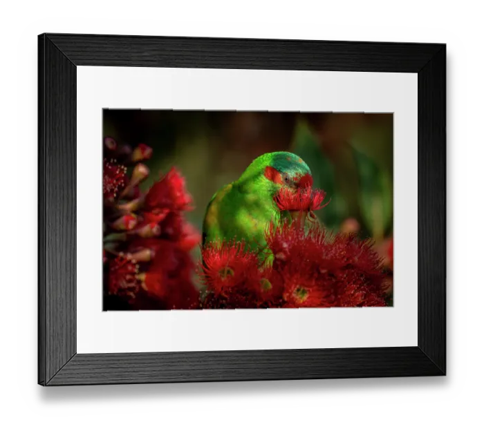 Framed Print : Musk lorikeet (Glossopsitta concinna) nectaring from a flowering Eucalyptus (Eucalyptus ficifolia), Hampton, Victoria, Australia