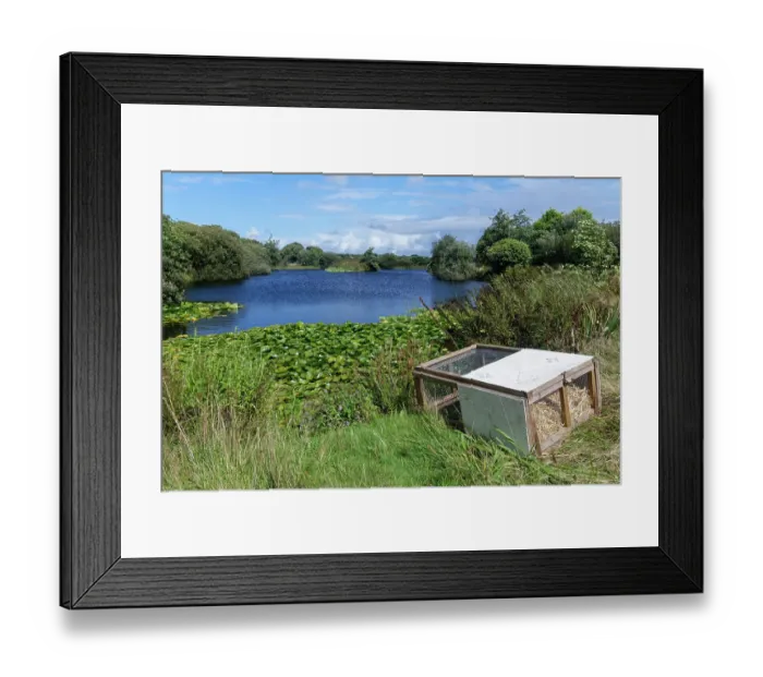 Framed Print : Soft release cage containing a family of Water voles (Arvicola amphibius) positioned on a lake shore