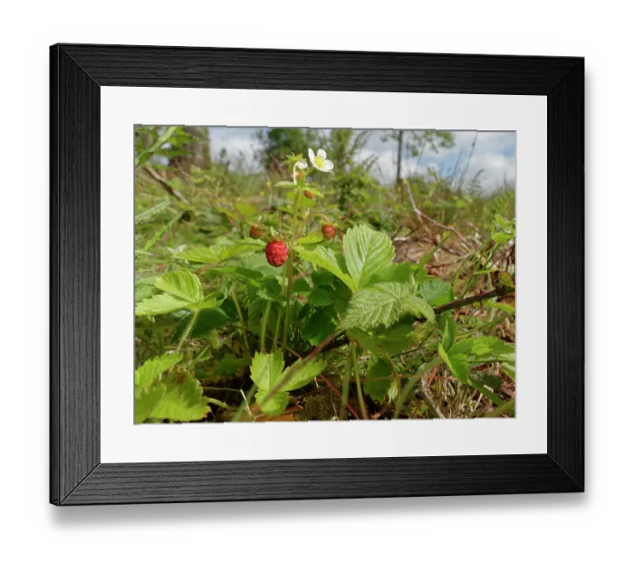 Framed Print : Wild strawberry (Fragaria vesca) with flowers and fruit growing in a culm grassland meadow, Devon, England, UK. June Framed Print : Wild strawberry (Fragaria vesca) with flowers and fruit growing in a culm grassland meadow, Devon, England, UK. June