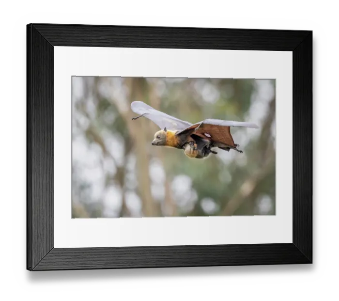 Framed Print : Grey-headed flying-fox (Pteropus poliocephalus) female, in flight carrying its pup, Myuna Wetlands, Doveton (on Bunurong Country), Victoria, Australia