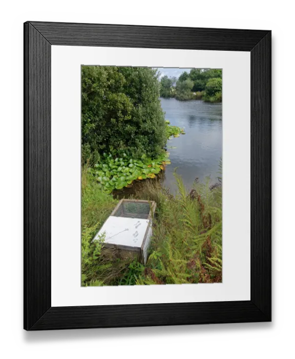 Framed Print : Soft release cage containing a family of Water voles (Arvicola amphibius) positioned on a lake shore Framed Print : Soft release cage containing a family of Water voles (Arvicola amphibius) positioned on a lake shore