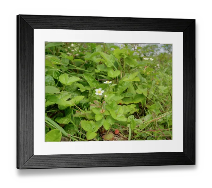 Framed Print : Wild strawberry (Fragaria vesca) with flowers and fruit growing in a culm grassland meadow, Devon, England, UK. June Framed Print : Wild strawberry (Fragaria vesca) with flowers and fruit growing in a culm grassland meadow, Devon, England, UK. June