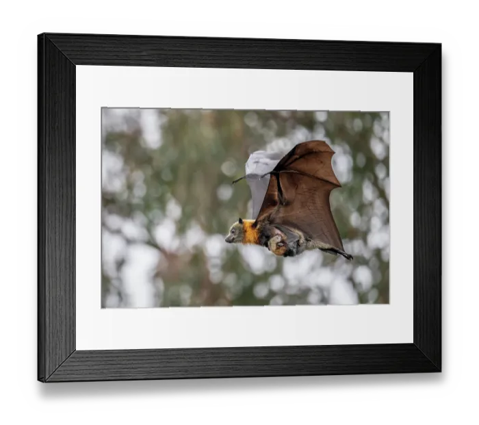 Framed Print : Grey-headed flying-fox (Pteropus poliocephalus) female, in flight carrying its pup, Myuna Wetlands, Doveton (on Bunurong Country), Victoria, Australia