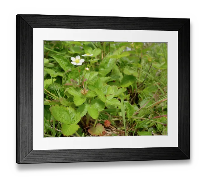 Framed Print : Wild strawberry (Fragaria vesca) with flowers and fruit growing in a culm grassland meadow, Devon, England, UK. June Framed Print : Wild strawberry (Fragaria vesca) with flowers and fruit growing in a culm grassland meadow, Devon, England, UK. June