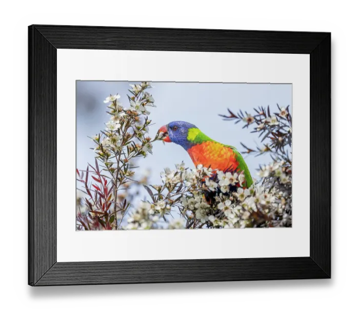 Framed Print : Rainbow lorikeet (Trichoglossus moluccanus) nectaring from a flowering Copper glow (Leptospermum morrisonii) bush, Brighton, Victoria, Australia Framed Print : Rainbow lorikeet (Trichoglossus moluccanus) nectaring from a flowering Copper glow (Leptospermum morrisonii) bush, Brighton, Victoria, Australia