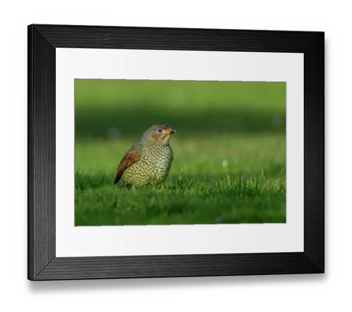 Framed Print : Satin bowerdird (Ptilonorhynchus violaceus) female, feeding on grass,
Skenes Creek, Victoria, Australia Framed Print : Satin bowerdird (Ptilonorhynchus violaceus) female, feeding on grass,
Skenes Creek, Victoria, Australia