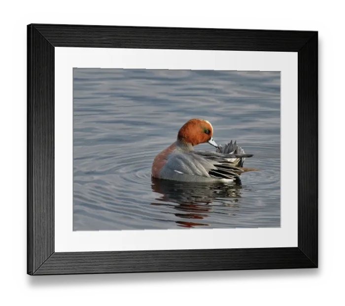 Framed Print : Wigeon (Anas penelope) drake preening on flooded marshland, Catcott Lows National Nature Reserve, Somerset Levels, England, UK. January Framed Print : Wigeon (Anas penelope) drake preening on flooded marshland, Catcott Lows National Nature Reserve, Somerset Levels, England, UK. January
