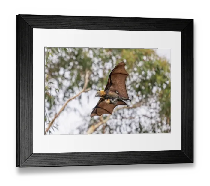 Framed Print : Grey-headed flying-fox (Pteropus poliocephalus) female, with a hole in its wing, in flight carrying its pup, Myuna Wetlands, Doveton (on Bunurong Country), Victoria, Australia Framed Print : Grey-headed flying-fox (Pteropus poliocephalus) female, with a hole in its wing, in flight carrying its pup, Myuna Wetlands, Doveton (on Bunurong Country), Victoria, Australia