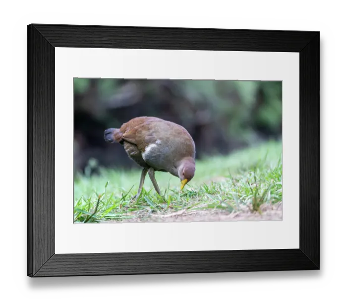 Framed Print : Tasmanian native hen (Tribonyx mortierii) feeding on grass, Fern Glade Platypus Reserve, Stowport, Tasmania, Australia Framed Print : Tasmanian native hen (Tribonyx mortierii) feeding on grass, Fern Glade Platypus Reserve, Stowport, Tasmania, Australia
